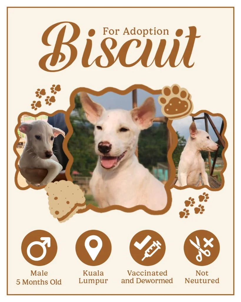 For Adoption Biscuit Puppy Cover Poster